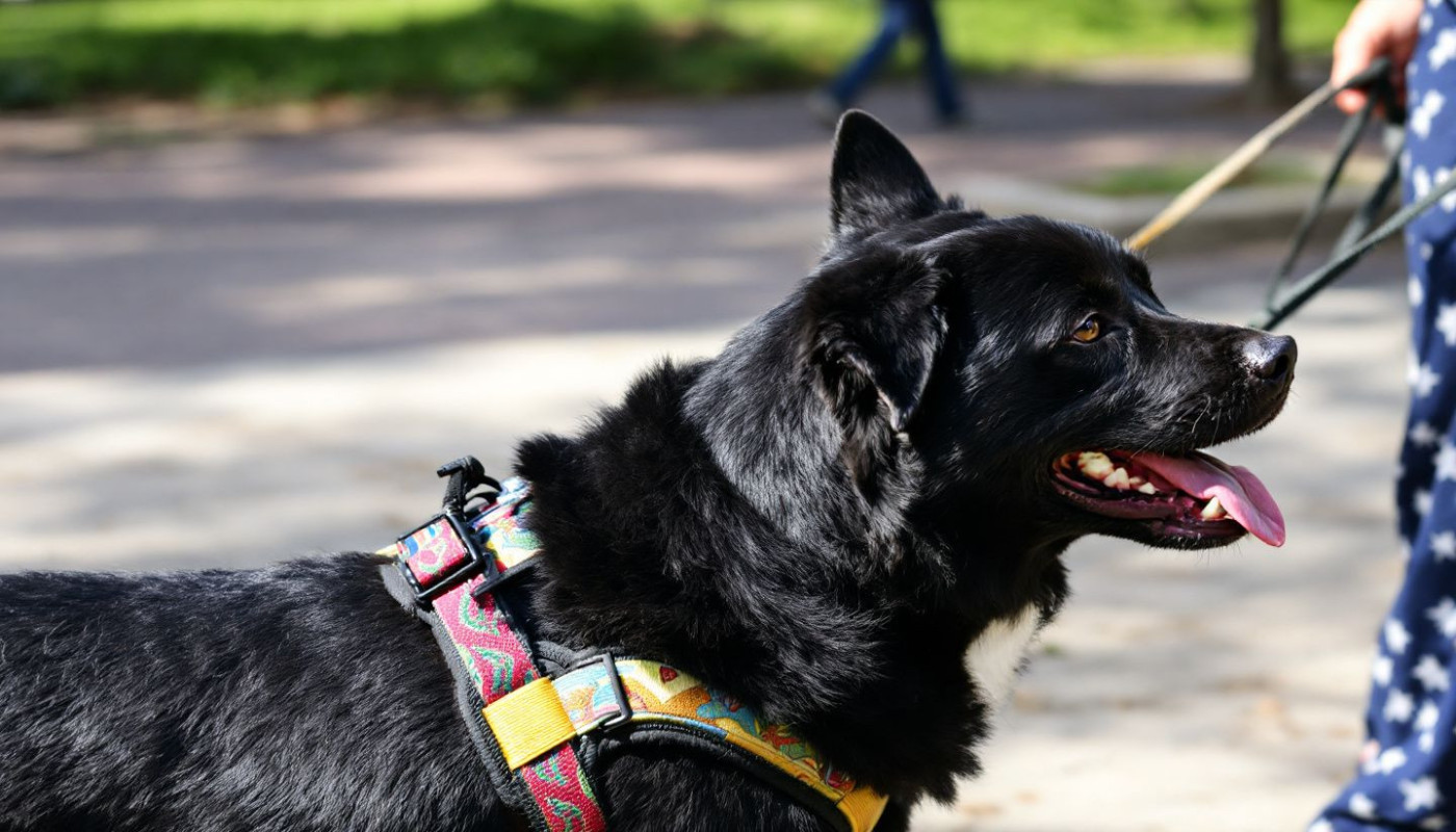 Conseils pour accoutumer les chiens aux harnais de promenade